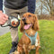 Perfect For Pet Lovers - Boho Photo