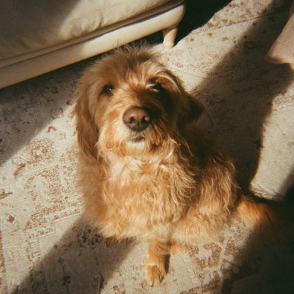 Kodak Gold 200 35mm Film - 24/36 exp35mm FilmBoho Photo
